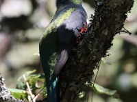 819A9732Mountain_Trogon