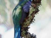 819A9735Mountain_Trogon