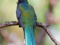 819A9737Mountain_Trogon
