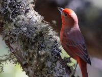 819A9750Hepatic_Tanager