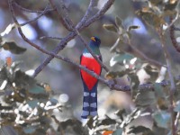 819A9763Mountain_Trogon