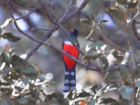 819A9763Mountain_Trogon