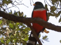 819A9768Mountain_Trogon