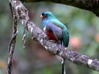 819A9810Elegant_Trogon