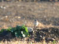 819A0364Northern_Wheatear