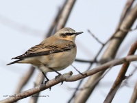 A10A3068Northern_Wheatear