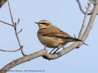 A10A3125Northern_Wheatear