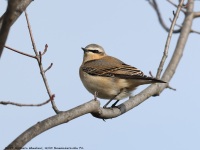 A10A3129Northern_Wheatear