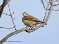 A10A3132Northern_Wheatear