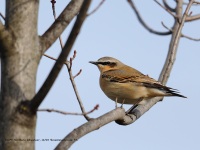 A10A3139Northern_Wheatear