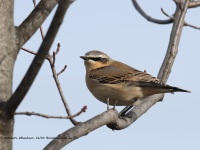 A10A3156Northern_Wheatear