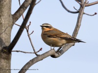 A10A3157Northern_Wheatear