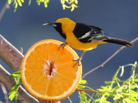 A10A3323Hooded_Oriole