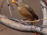 A10A3397Pyrrhuloxia