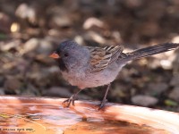 A10A3404Black-chinned_Sparrow