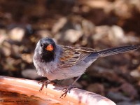 A10A3410Black-chinned_Sparrow