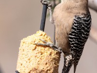 A10A3413Gila_Woodpecker