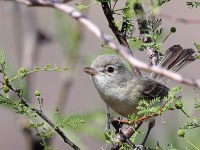 A10A3521Bells_Vireo