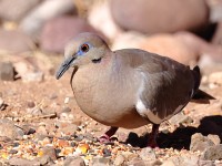 A10A3569White-winged_Dove