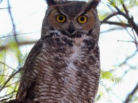 A10A3619Great-horned_Owl
