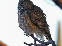 A10A3626Great-horned_Owl