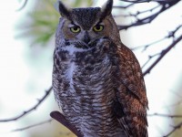 A10A3635Great-horned_Owl