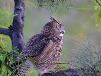 A10A3644Great-horned_Owl