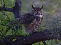 A10A3647Great-horned_Owl