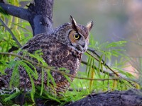 A10A3655Great-horned_Owl