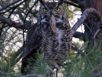 A10A3669Great-horned_Owl