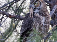 A10A3671Great-horned_Owl