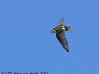 A10A3801Violet-green_Swallow