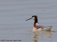 A10A3928Wilsons_Phalarope