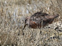 A10A3929Long-billed_Dowitcher