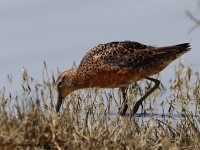 A10A3933Long-billed_Dowitcher