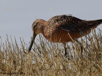 A10A3936Long-billed_Dowitcher