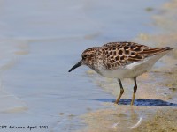 A10A3949Least_Sandpiper