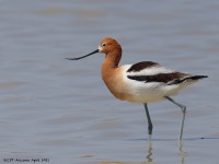 A10A3952American_Avocet
