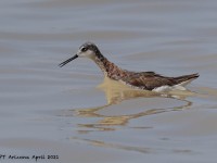 A10A3953Wilsons_Phalarope