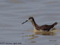 A10A3956Wilsons_Phalarope