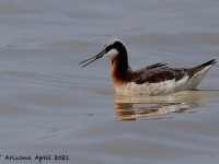 A10A3975Wilsons_Phalarope