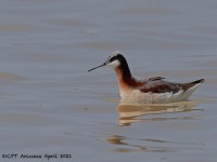 A10A3977Wilsons_Phalarope