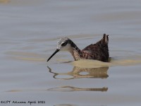 A10A3985Wilsons_Phalarope