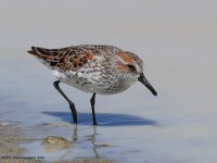 A10A3995Western_Sandpiper