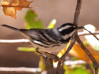 A10A4136Black-throated_Gray_Warbler