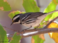 A10A4146Black-throated_Gray_Warbler