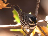 A10A4156Black-throated_Gray_Warbler