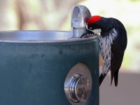 A10A4170Acorn_Woodpecker_Water_Fountain