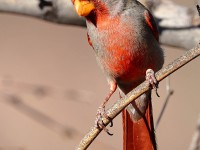 A10A4188Pyrrhuloxia