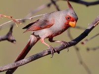 A10A4193Pyrrhuloxia